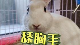 抖音网红青蛙吃瓜,萌态十足引网友热议