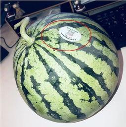 无限网红吃瓜,揭秘网红吃瓜背后的无限魅力与争议