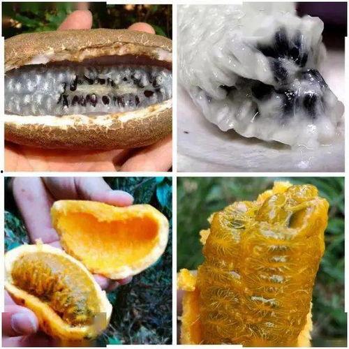 网红野果八月瓜怎么吃,网红野果的多样食法探索