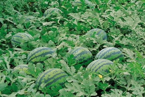 天仙吃瓜爆料图片