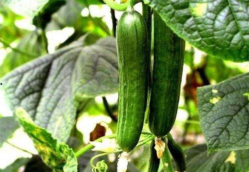 2020吃瓜网红421,揭秘网络红人的崛起与影响力